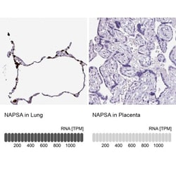 Napsin A Antibody, Novus Biologicals 0.1mL; Unlabeled:Antibodies, Polyclonal